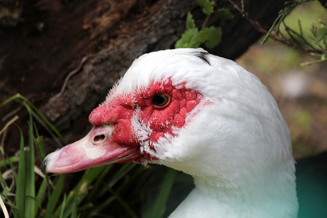 最终摘得桂 最终摘得桂