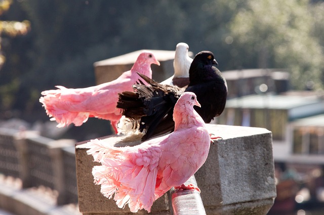 報率不具吸 報率不具吸